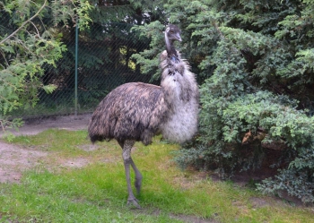 31 Emu Mini ZOO w Jantarze (1) sml